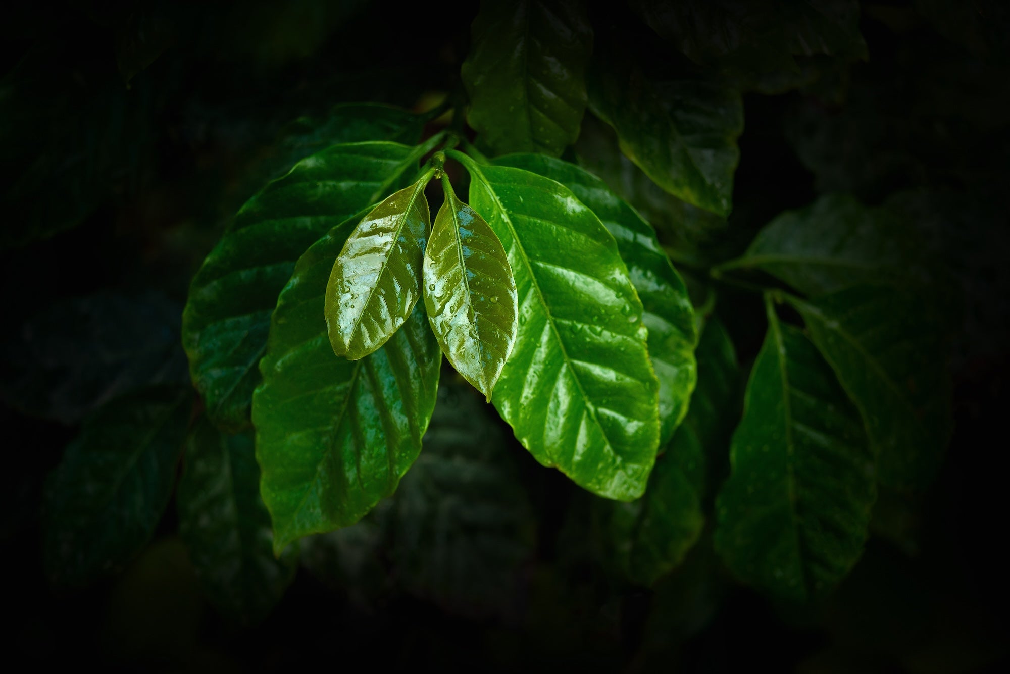 Single Origin Coffee Beans