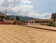 green coffee drying