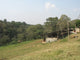 green coffee farm