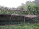 green coffee plants