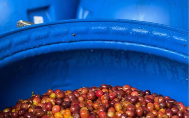 A Short History of Carbonic Maceration