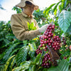 Vietnam’s Coffee Prices On the Rise: Here’s Why That Matters