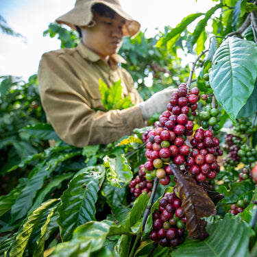 Vietnam’s Coffee Prices On the Rise: Here’s Why That Matters