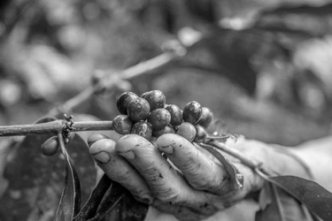 World Coffee News - September 2026
