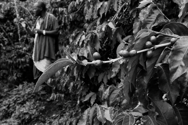 World Coffee News - June 2026