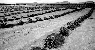 World Coffee News - July 2026