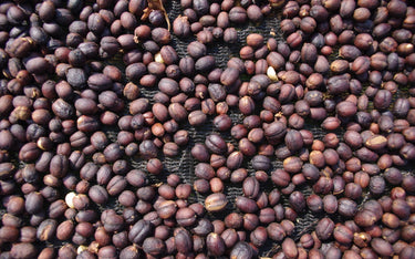 Natural Processed Coffee