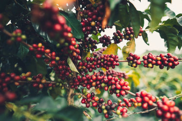 What Is A Single Origin Coffee?