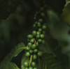 New Species of Coffee Discovered