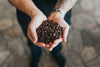 How is Decaf Coffee Made?