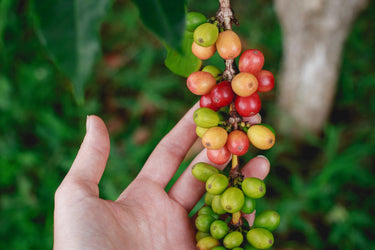 The Impact of Climate Change on Coffee Production