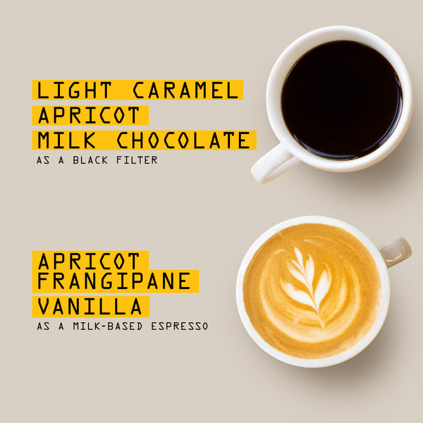 Two coffee cups on beige: one with smooth RAVE COFFEE El Salvador El Molino Honey Nº 376 labeled Light caramel, apricot, milk chocolate; one with espresso art labeled Apricot, frangipane, vanilla. Descriptions on yellow blocks.