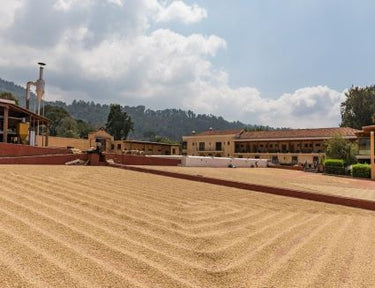 green coffee drying