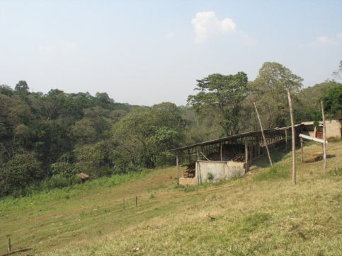 Ethiopian Sidamo 