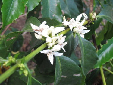 green coffee flower